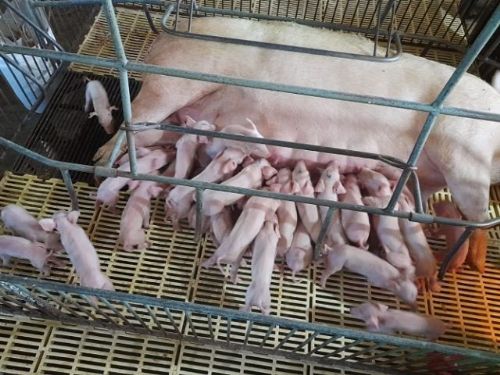 En una granja de Brasil nacen 41 lechones en un parto