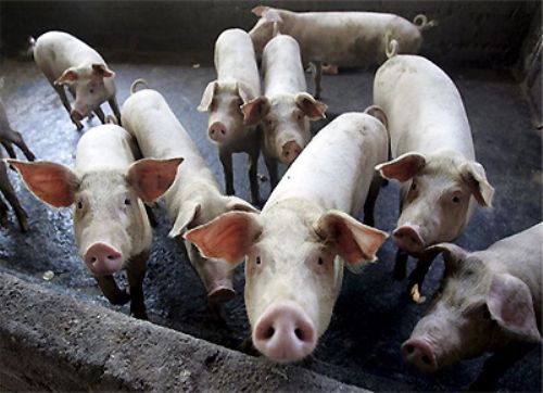 A inscribirse! El Gobierno restableció un programa para el sector porcino