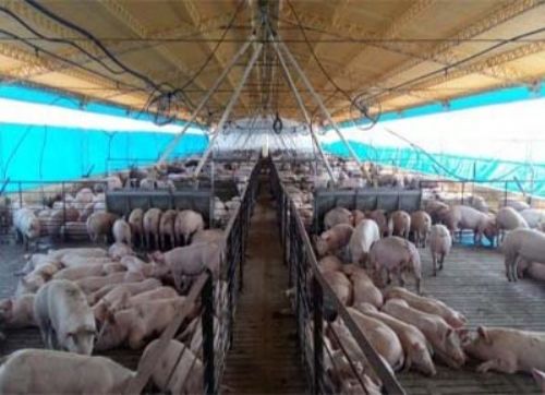 Las retenciones, un condimento más en la crisis del sector porcino
