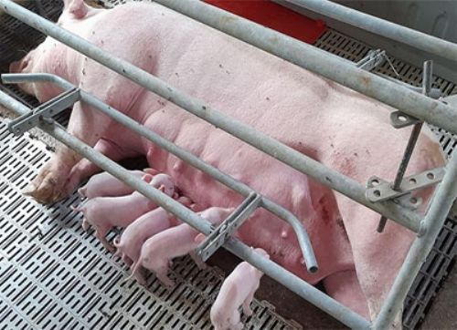 En La Pampa nacieron los primeros lechones por embriones transferidos
