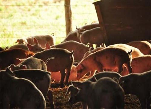 Los cerdos comen en dólares pero se venden en pesos