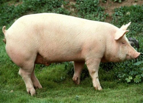 Avanza la Peste Porcina Africana en Europa del Este