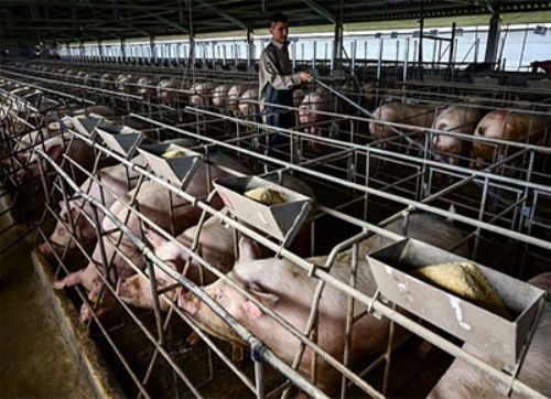 Córdoba hace punta explorando el bienestar porcino en granjas