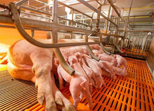 La Universidad de Purdue desarrollará un sensor de aire para granjas porcinas