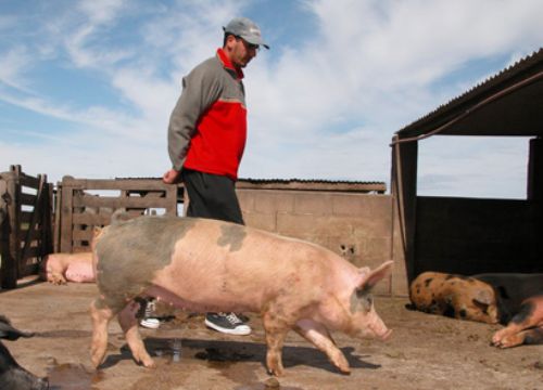 El año en que el cerdo le ganó a todos
