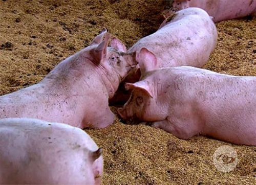 En Córdoba, una escuela agrotécnica crece con cama profunda