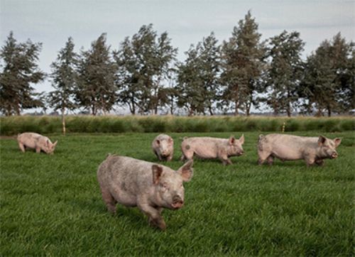 Con sanidad, higiene y bioseguridad se mejora un montón