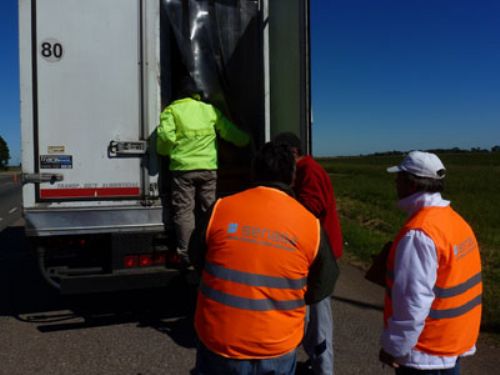 El transporte animal debe estar habilitado por el Senasa