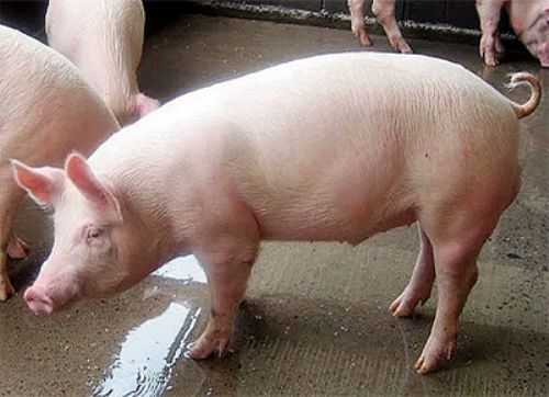 El Inta desarrolló una madre adaptada al norte argentino