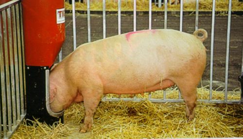 Alimentación durante el intervalo destete-estro y primera semana de gestación