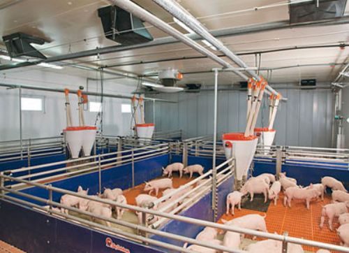 Alimentación húmeda en la cría de cerdos