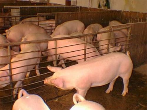 Productores porcinos propondrán medidas para atravesar la crisis del sector