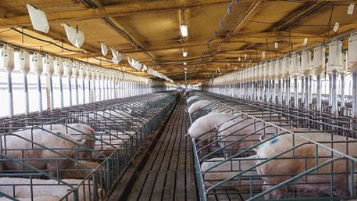 Cabaña Las Lilas se mete en el negocio de la carne de cerdo