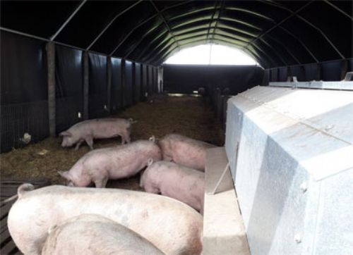 La cama profunda es menor costo inicial y más bienestar animal
