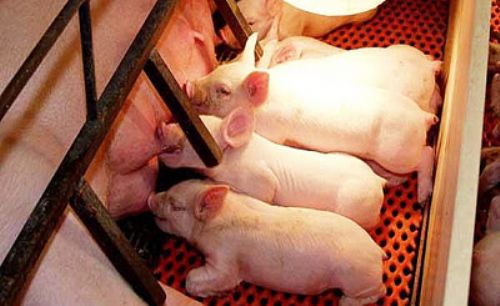 Importancia de la alimentación y nutrición de la cerda en lactancia