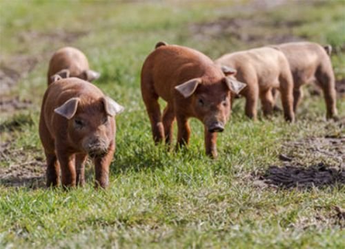 El manejo de cerdos en pastoreo tiene ventajas por todos lados