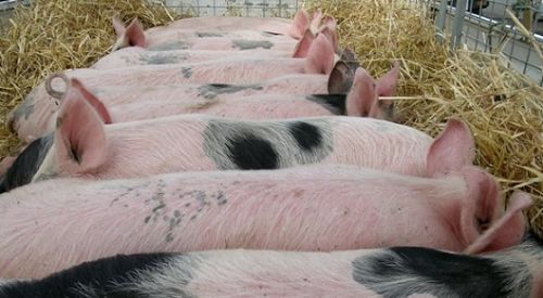 En Buenos Aires se busca fortalecer al sector porcino
