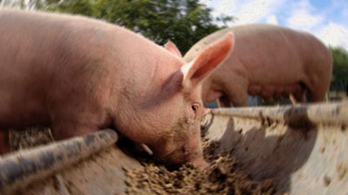 Un enfoque equilibrado en las dietas de cerdas y lechones