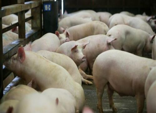 La producción porcina batió record de faena