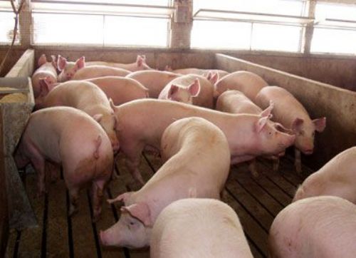 Efecto del efluente porcino como biofertilizante en el rendimiento del cultivo de maíz