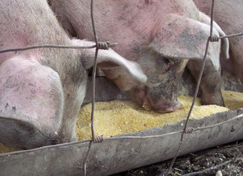 El desafío actual de gestionar una granja porcina