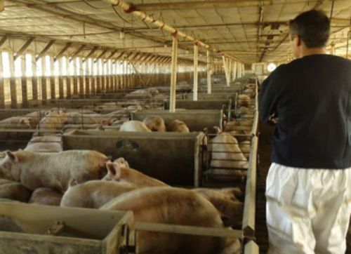 Un menú líquido para producir cerdos
