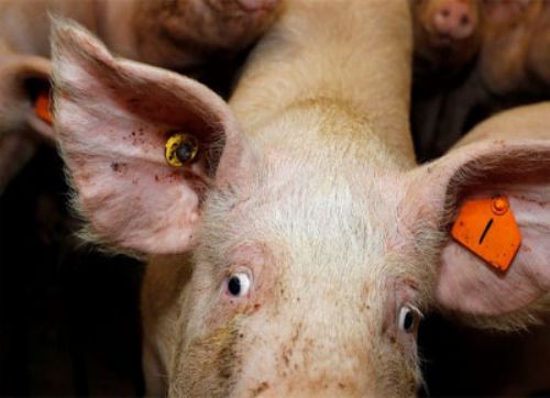 Comprendiendo al chancho mal entretenido
