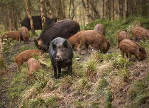 La caza nocturna de jabalíes que dañan cosechas: con visor nocturno y  certeza en los disparos