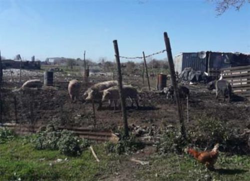 Clausura de criaderos de cerdos por malas condiciones higiénicas