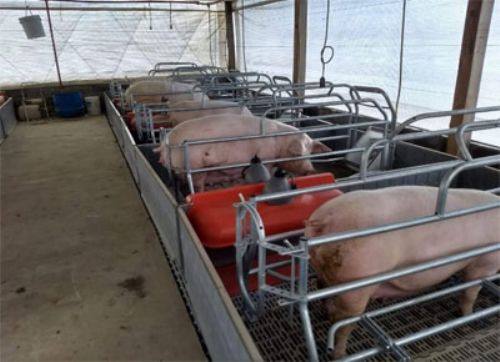Avanzan los proyectos de desarrollo del Clúster Porcino en el Oeste bonaerense
