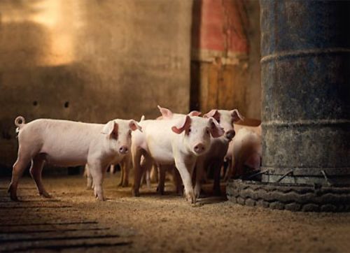 Hay razones para prohibir el óxido de zinc en el destete
