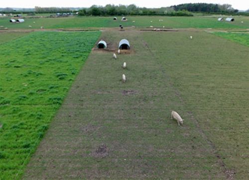 Se unen para recuperar tierras criando cerdos al aire libre