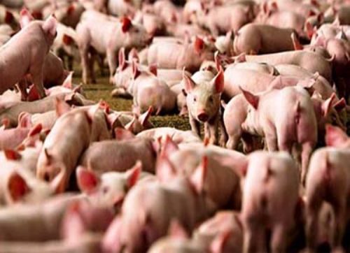 Crece la producción porcina, con menos productores