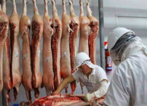 Evalúan declarar la emergencia en el sector porcino