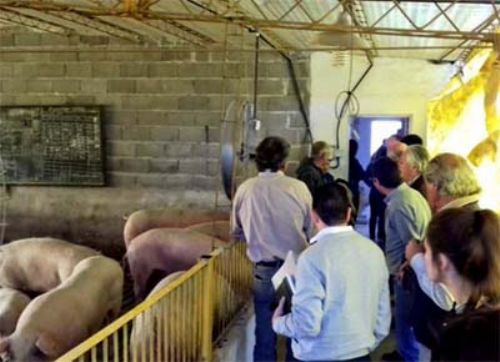 Inauguraron un Cluster Porcino entre Daireaux y Henderson