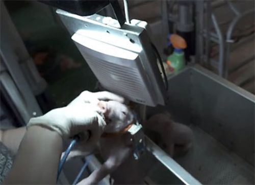 Lechoncitos con dientes filosos van al dentista (madres agradecidas)