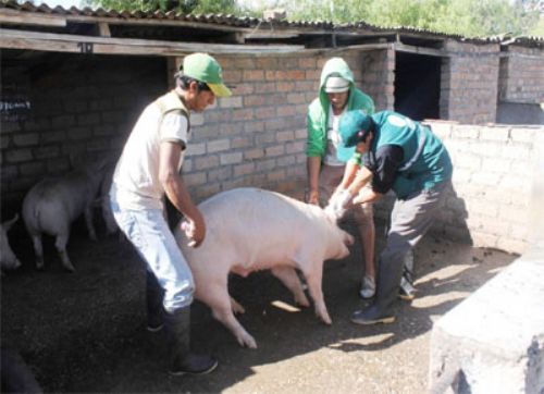 ¿Sus trabajadores de granja entienden sus directivas?
