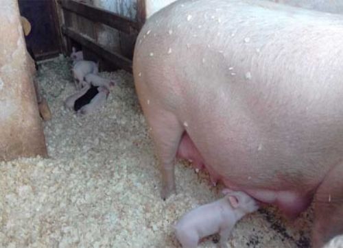 Una escuela misionera construye un banco genético porcino
