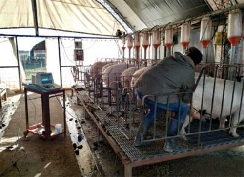 En Fericerdo habrá recorrida por la "escuela porcina" del Inta