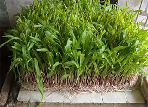 ¿Alimentar cerdos con forraje hidropónico? Venite a Fericerdo