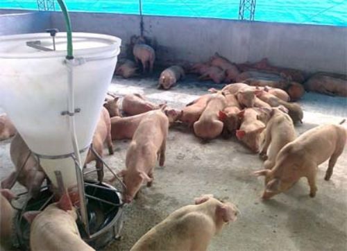 Aprueban proyecto de emergencia porcina en 25 de Mayo