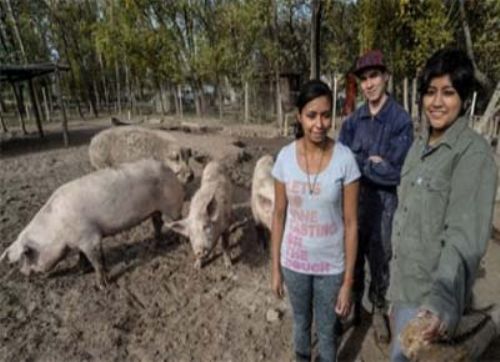 Los productores jóvenes de Córdoba, prefieren los cerdos más que el tambo