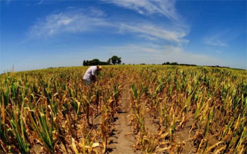El costo del maíz impactará casi un 5% en la producción porcina