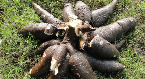 Criarán cerdos con alimentos a base de mandioca