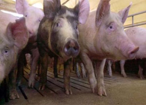 Hay créditos y subsidios a productores porcinos mendocinos