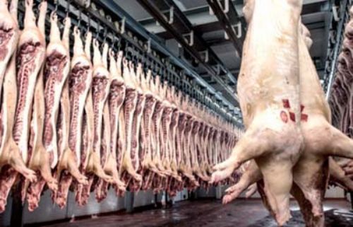 Fomentan el desarrollo ganadero porcino en Mendoza