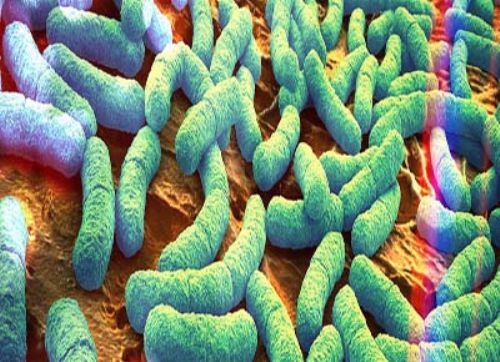 La microbiota, millones de bacterias trabajando para la salud