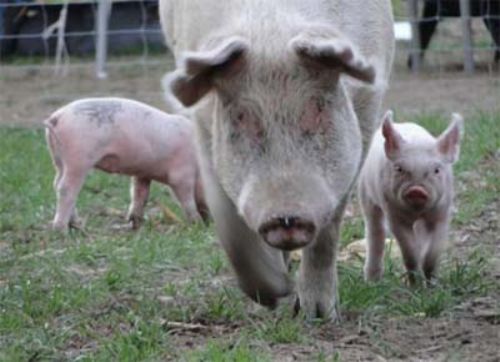 Los cachorros junto a sus padres son más fuertes al destete