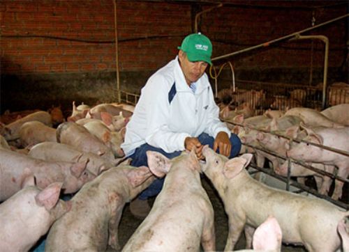 Crece el sector porcino en Paraguay