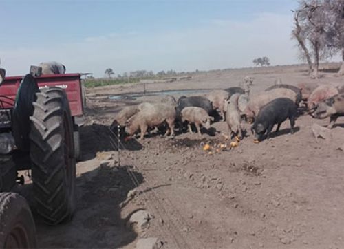 Córdoba: decomisan 90 cerdos por triquinosis